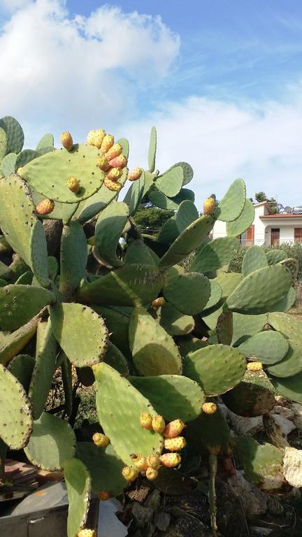 Sole E Fiori Di Sicilia Leilighet Valderice Eksteriør bilde