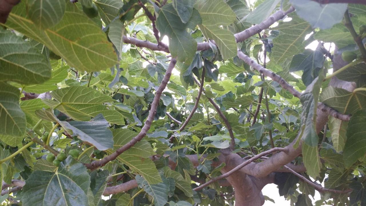 Sole E Fiori Di Sicilia Leilighet Valderice Eksteriør bilde